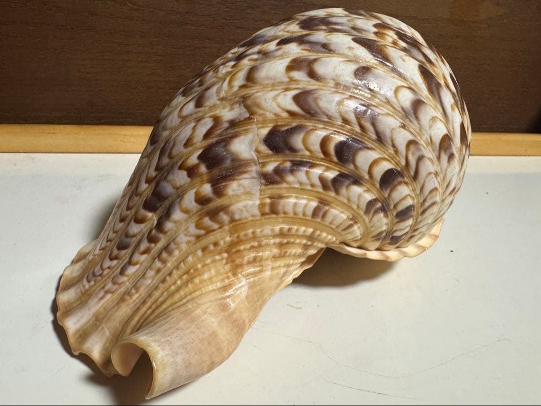 値下げ！法螺貝 ホラ貝 約34cm 783g / 不用品 現状渡し