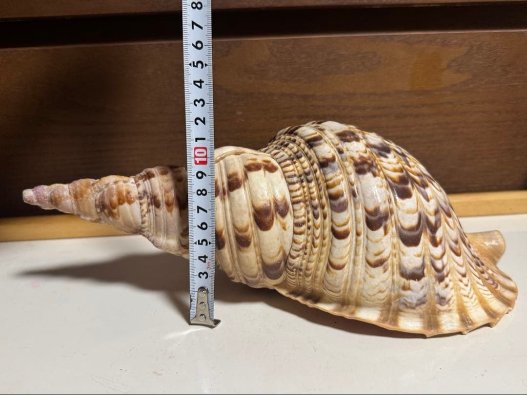 値下げ！法螺貝 ホラ貝 約34cm 783g / 不用品 現状渡し