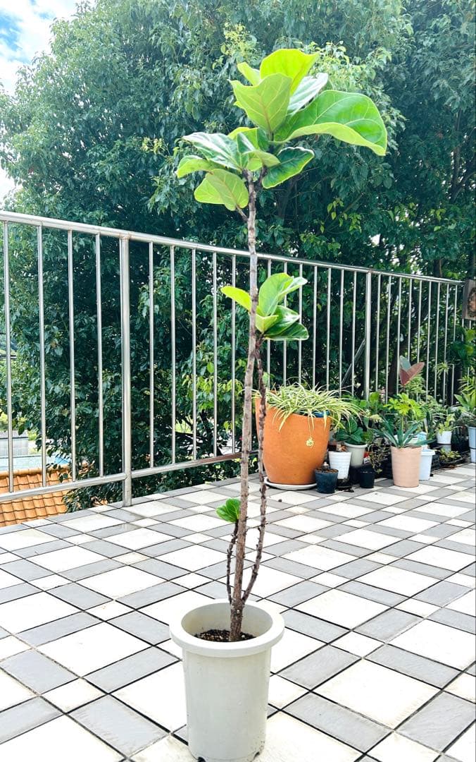 カシワバゴムの木　フィカスバンビーノ　スパイラル　現品　観葉植物