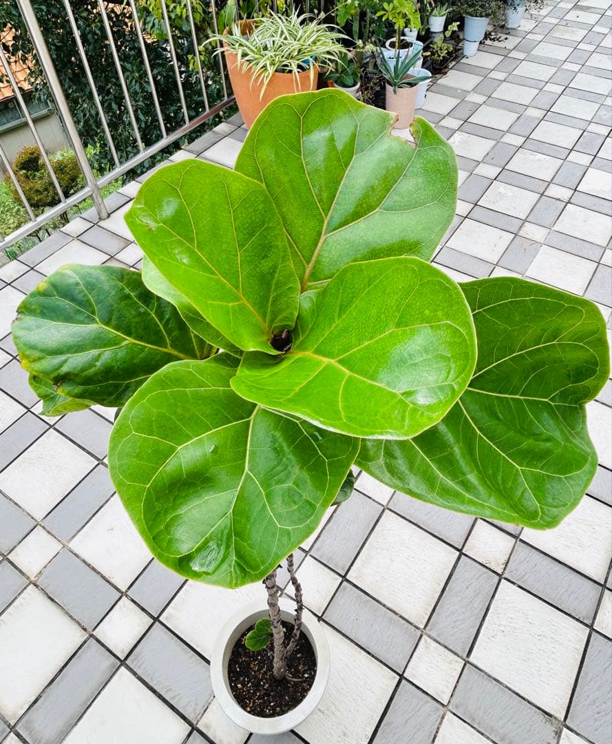 カシワバゴムの木　フィカスバンビーノ　スパイラル　現品　観葉植物