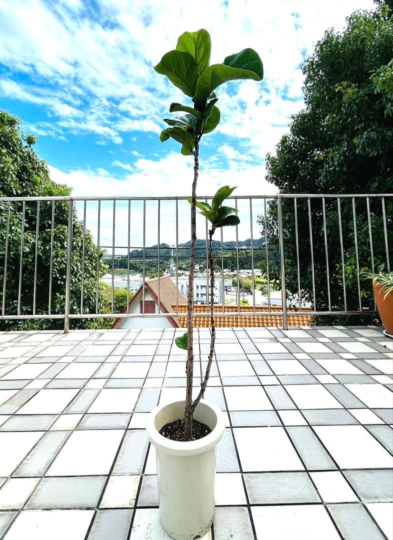 カシワバゴムの木　フィカスバンビーノ　スパイラル　現品　観葉植物