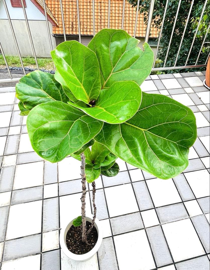 カシワバゴムの木　フィカスバンビーノ　スパイラル　現品　観葉植物