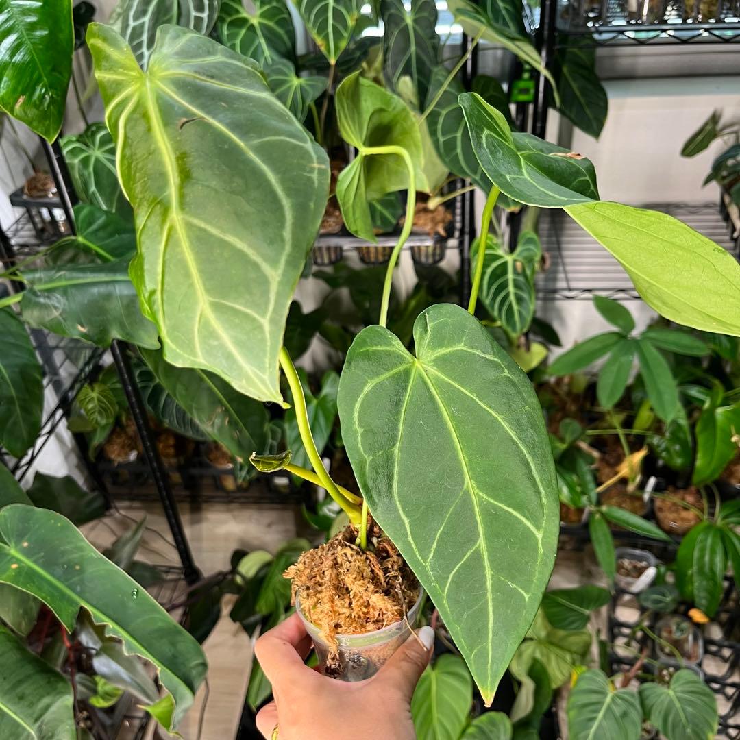 51 Anthurium magnificum アンスリウム　マグニフィカム