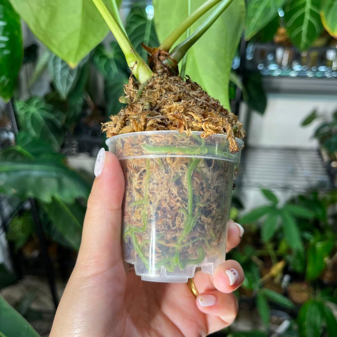 51 Anthurium magnificum アンスリウム　マグニフィカム