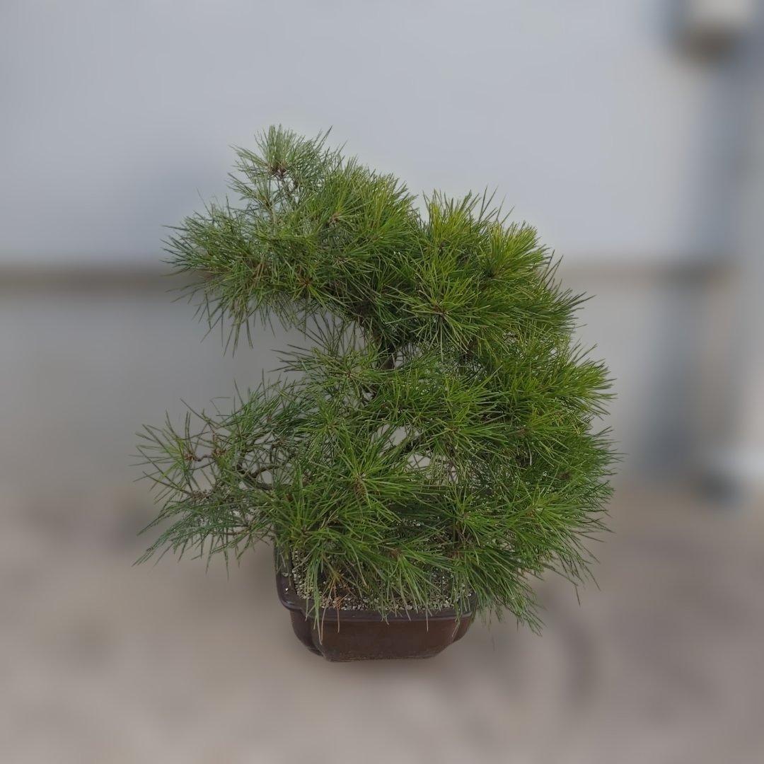 松　盆栽　2