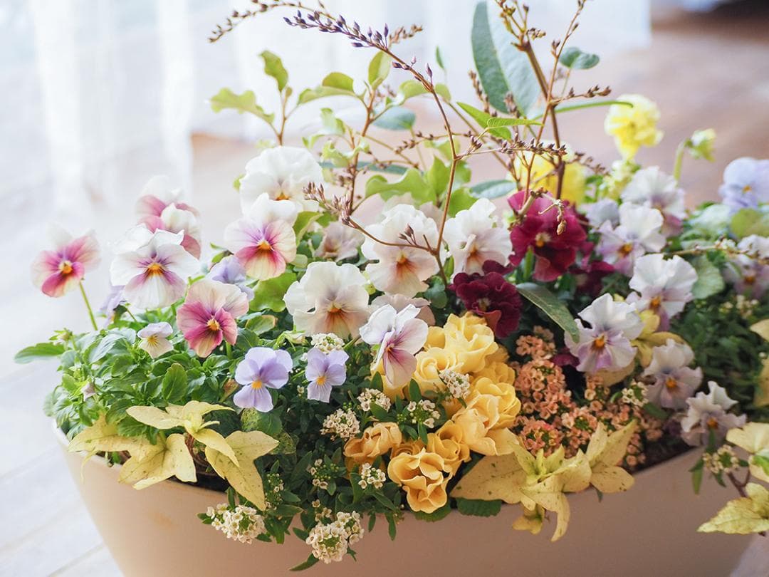 【リユース鉢お値引品】ロングオーバルポットの華やか寄せ植え