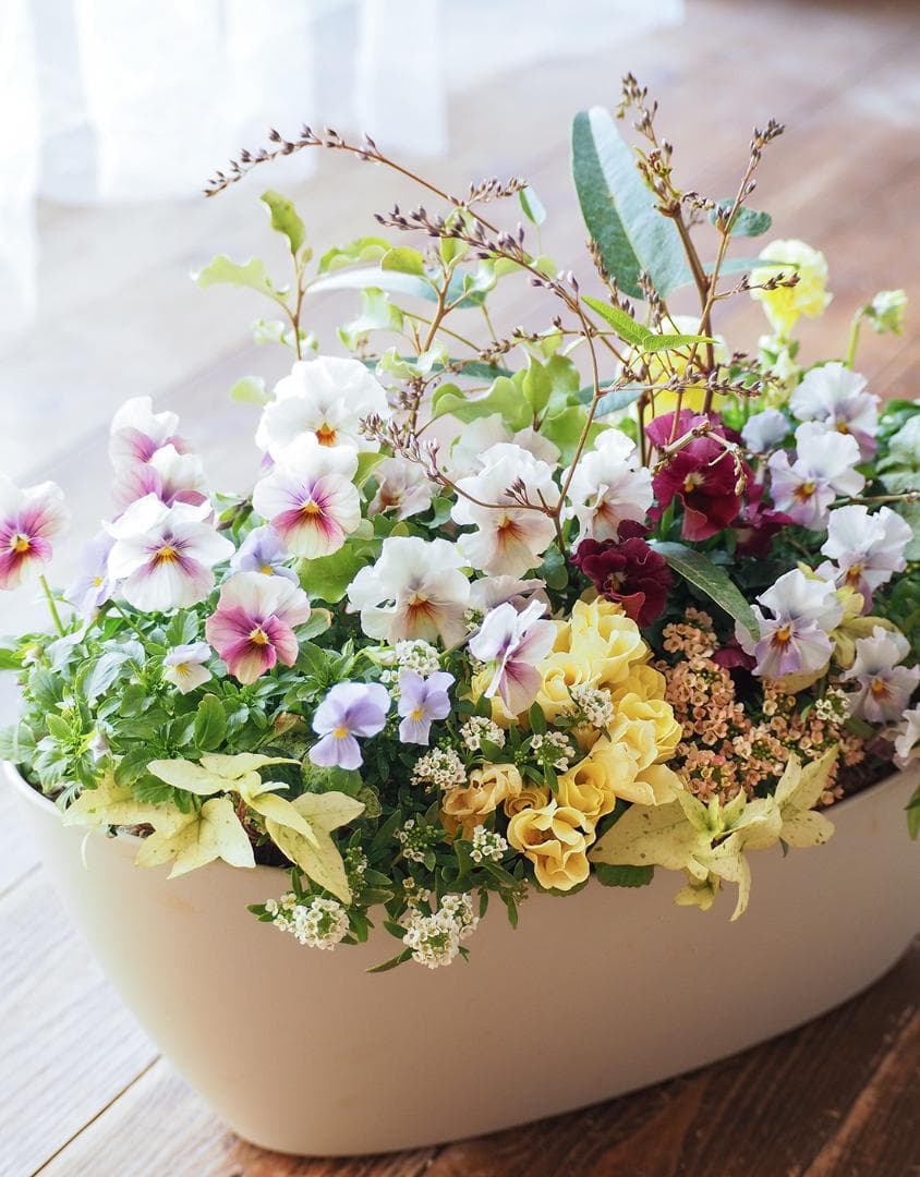 【リユース鉢お値引品】ロングオーバルポットの華やか寄せ植え