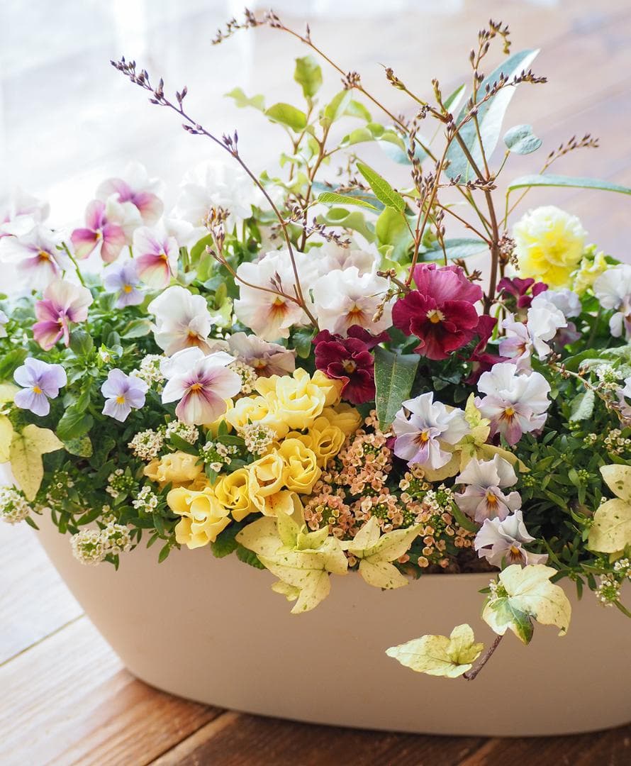 【リユース鉢お値引品】ロングオーバルポットの華やか寄せ植え
