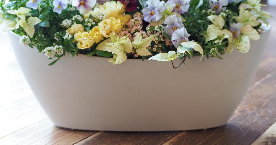 【リユース鉢お値引品】ロングオーバルポットの華やか寄せ植え