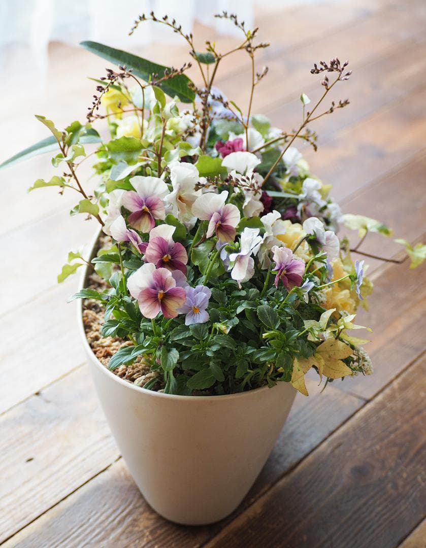 【リユース鉢お値引品】ロングオーバルポットの華やか寄せ植え