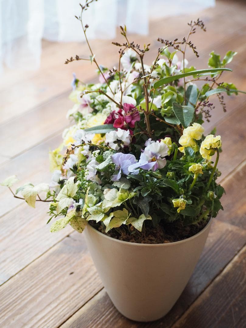 【リユース鉢お値引品】ロングオーバルポットの華やか寄せ植え