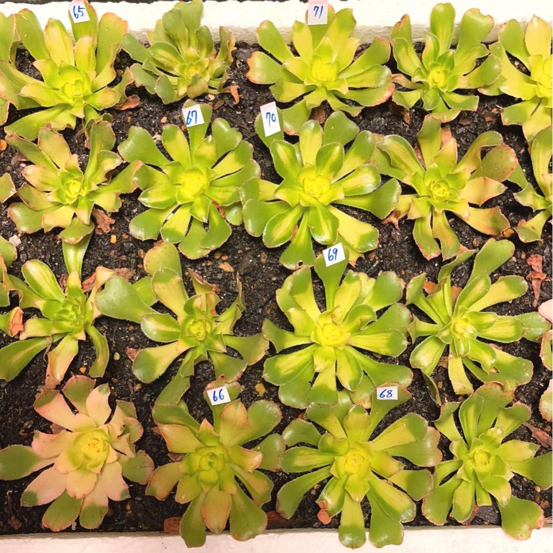 多肉植物アエオニウム錦❤️ 霓裳 ❤️ にも ❤️