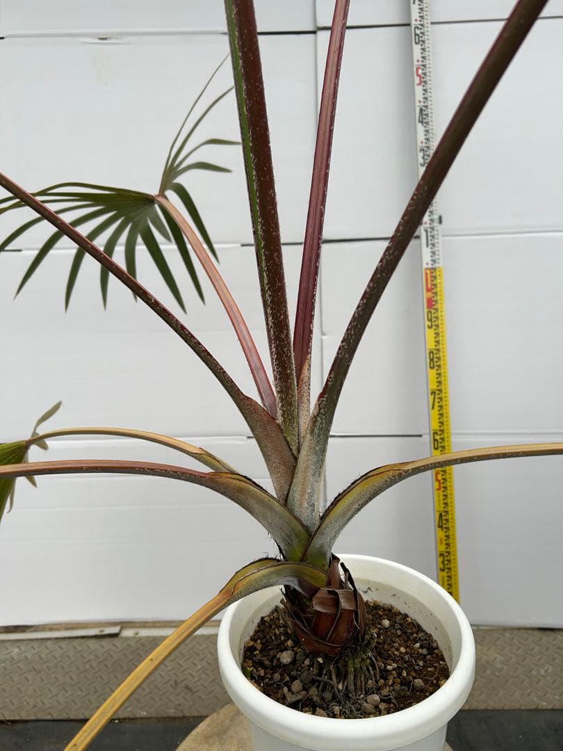ラタニア レッド　高さ約130cm