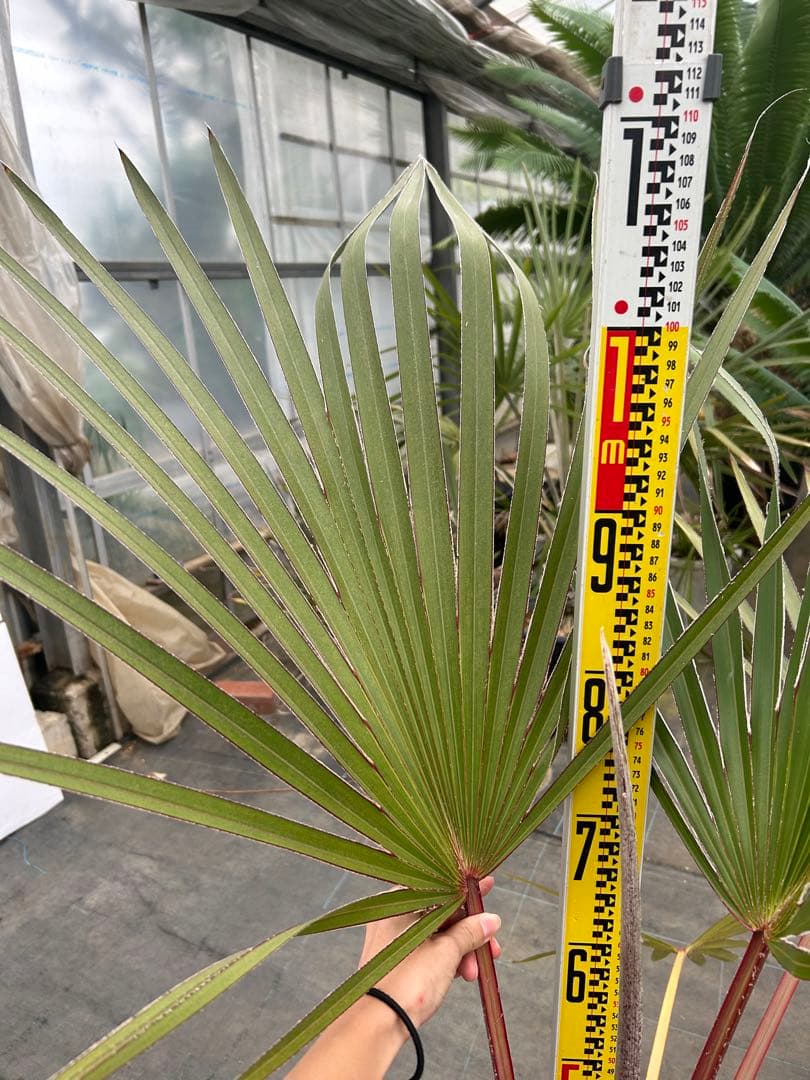 ラタニア レッド　高さ約130cm