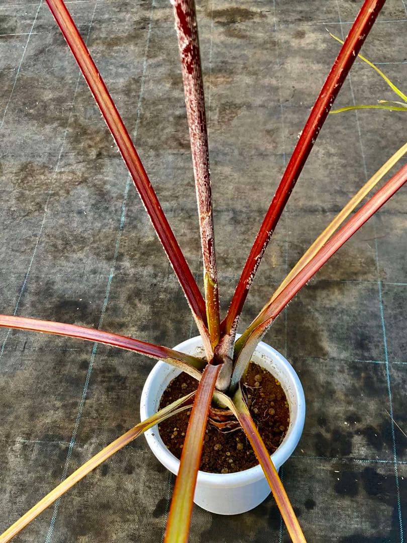 ラタニア レッド　高さ約130cm