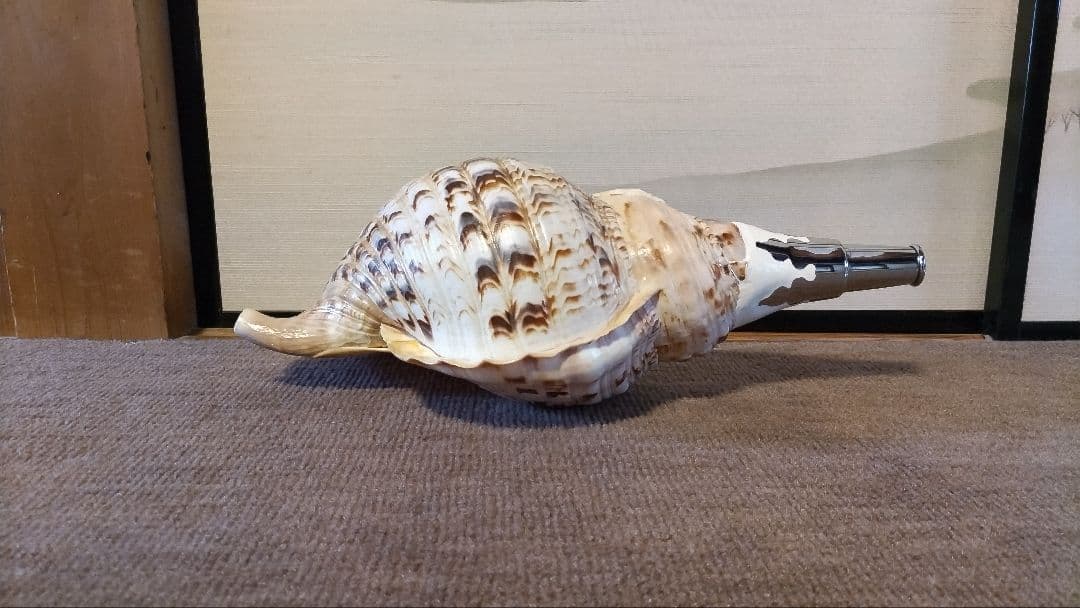 法螺貝　33 特大