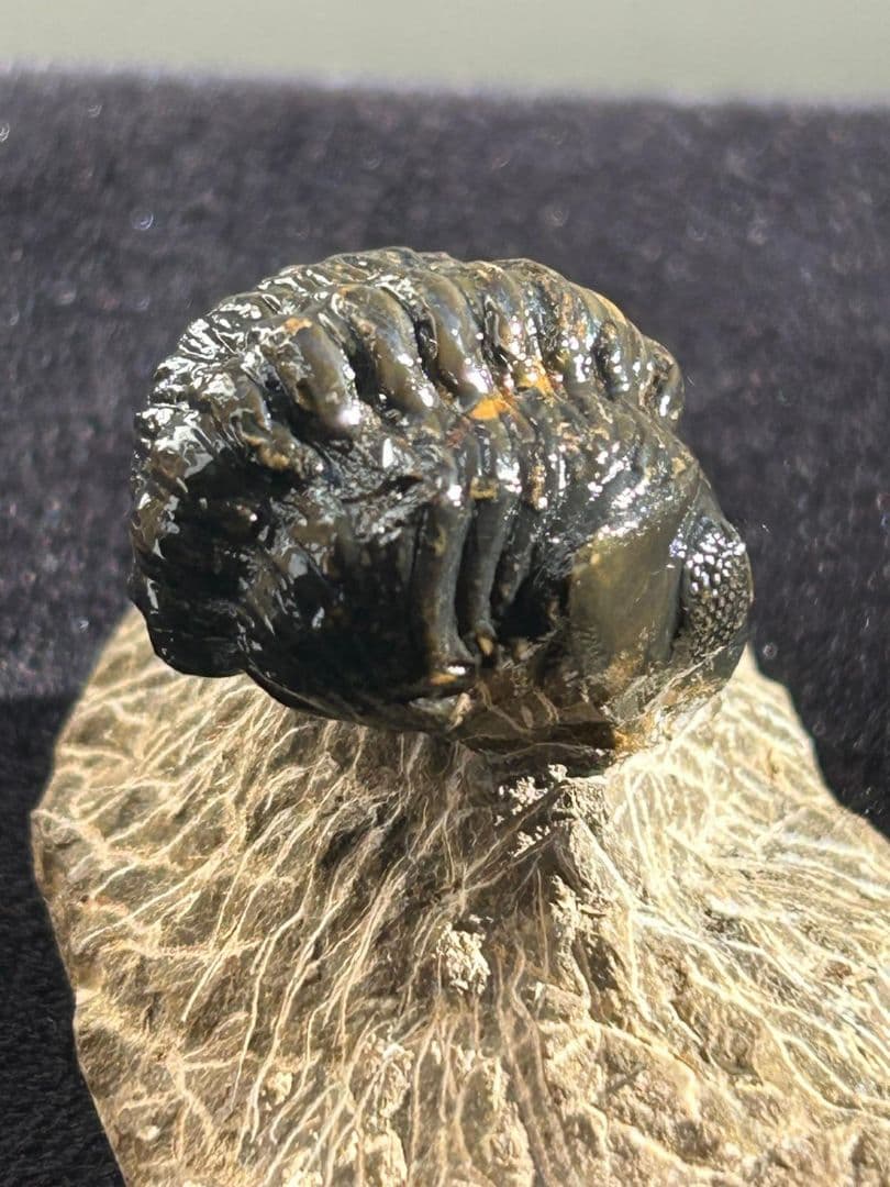 三葉虫モロッコ産⑧ファコプスPhacopsリードプスReedops？化石デボン紀