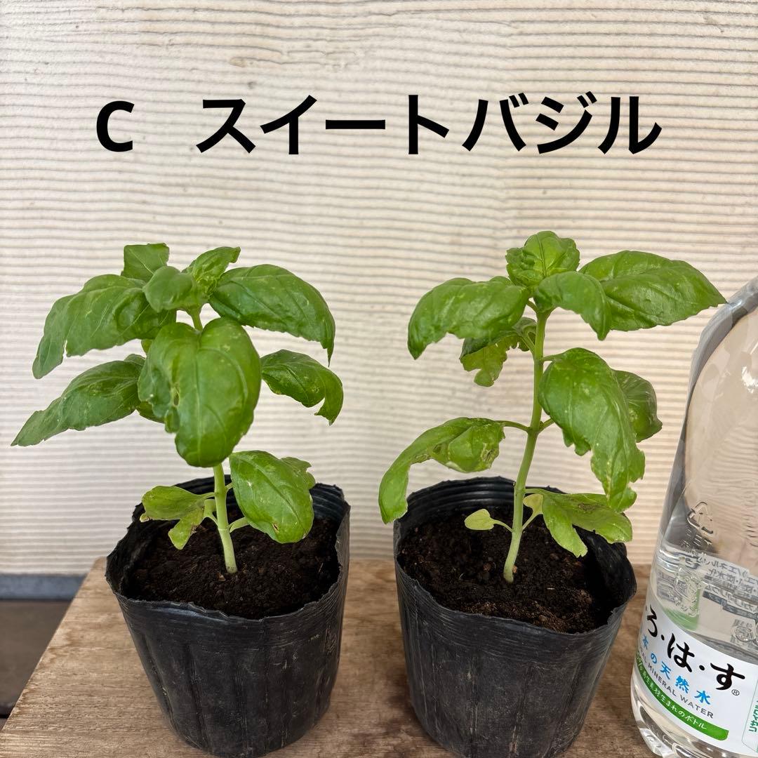 10種から選べるハーブ苗セット　2ポット650円〜　ご注文用