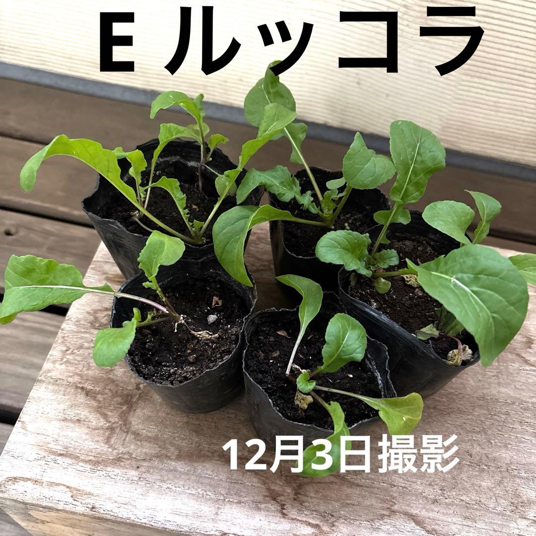 10種から選べるハーブ苗セット　2ポット650円〜　ご注文用