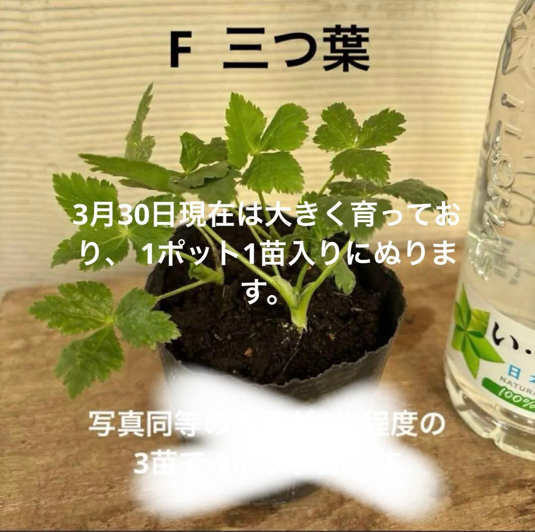 10種から選べるハーブ苗セット　2ポット650円〜　ご注文用