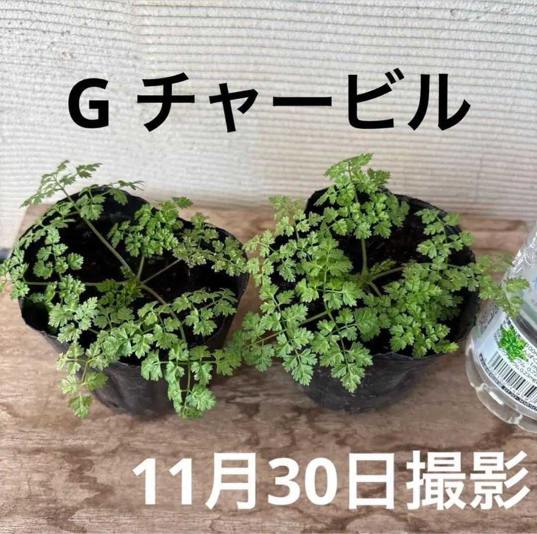 10種から選べるハーブ苗セット　2ポット650円〜　ご注文用