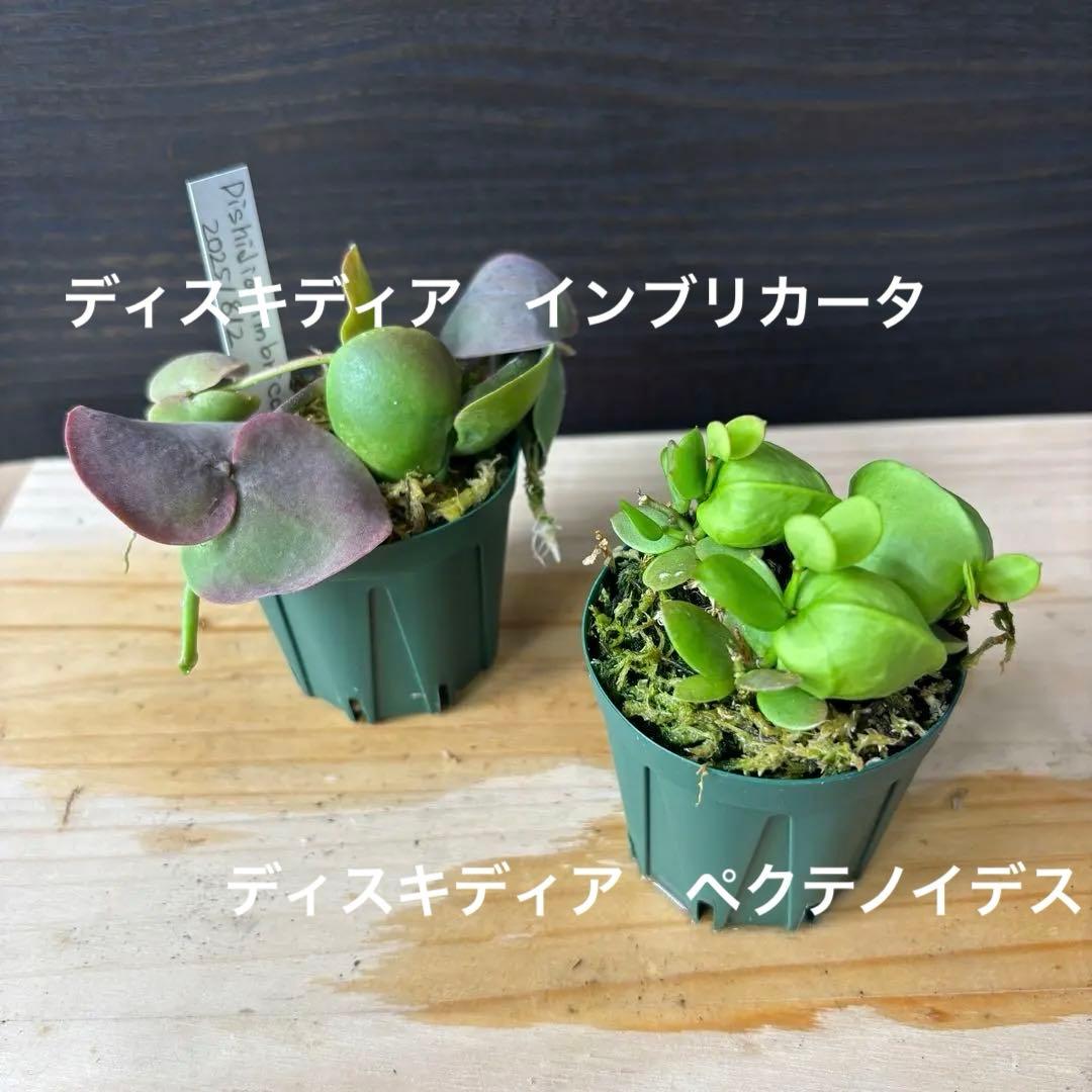 コルク着生にオススメ着生植物6種類セットＢ