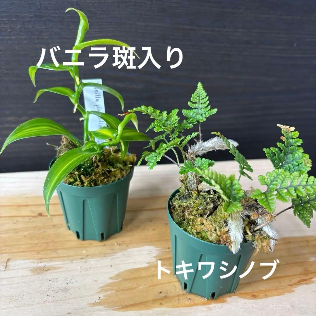 コルク着生にオススメ着生植物6種類セットＢ