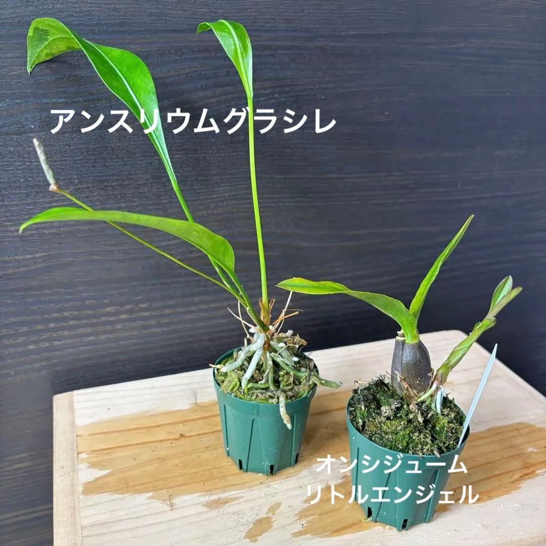 コルク着生にオススメ着生植物6種類セットＢ