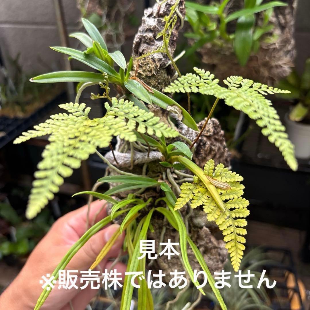 コルク着生にオススメ着生植物6種類セットＢ