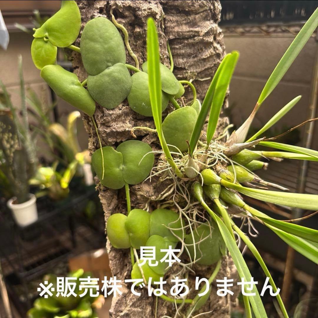 コルク着生にオススメ着生植物6種類セットＢ