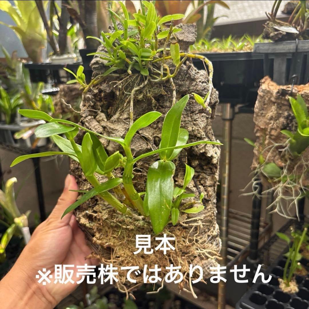 コルク着生にオススメ着生植物6種類セットＢ