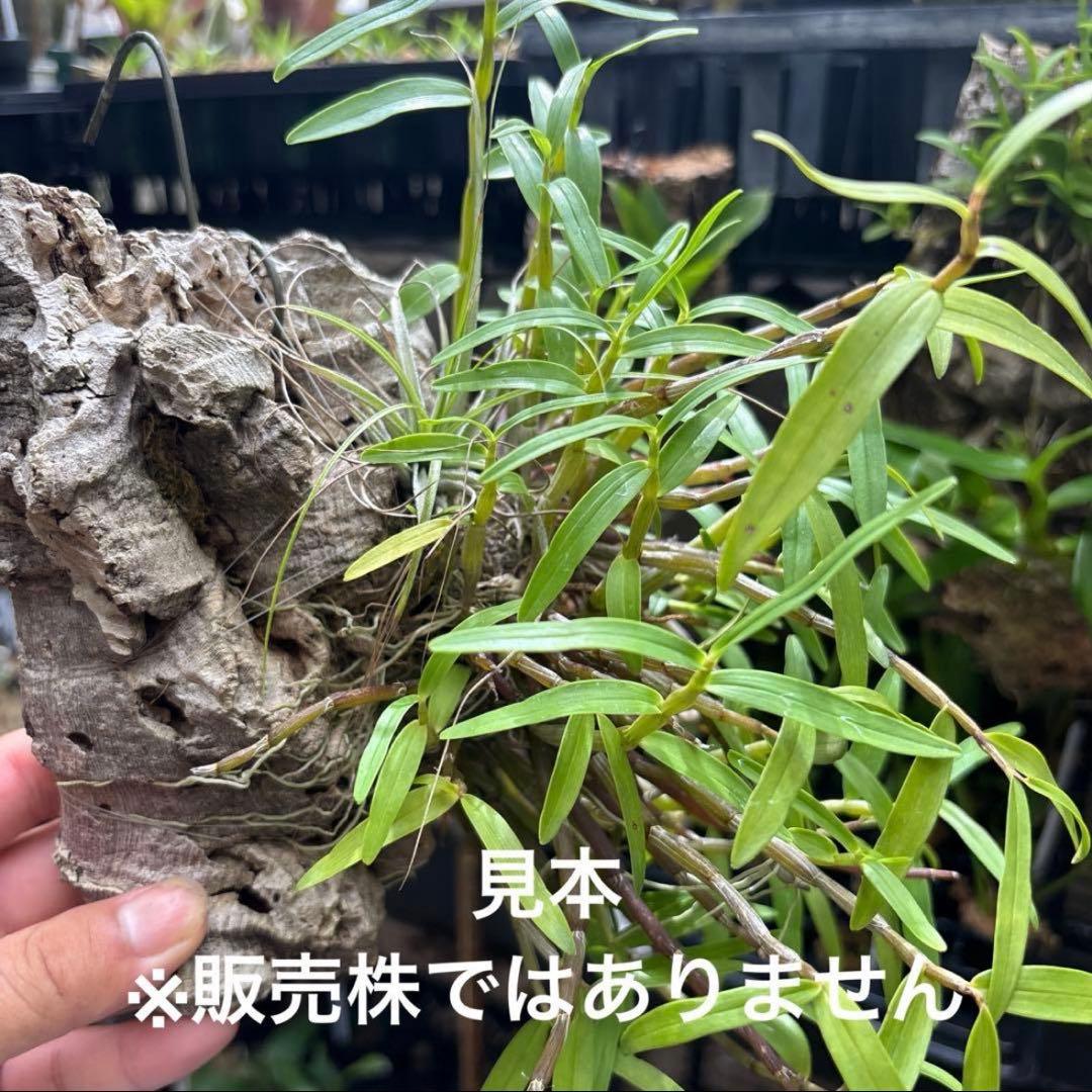 コルク着生にオススメ着生植物6種類セットＢ