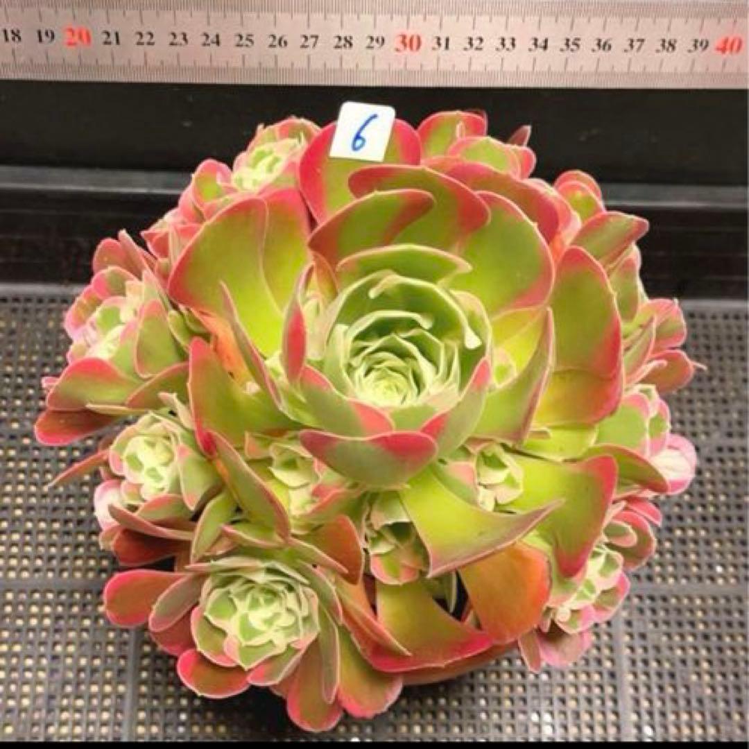6#多肉植物アエオニウム錦❤️リバーストーン❤️ 1大頭15小頭23cm 拔き苗