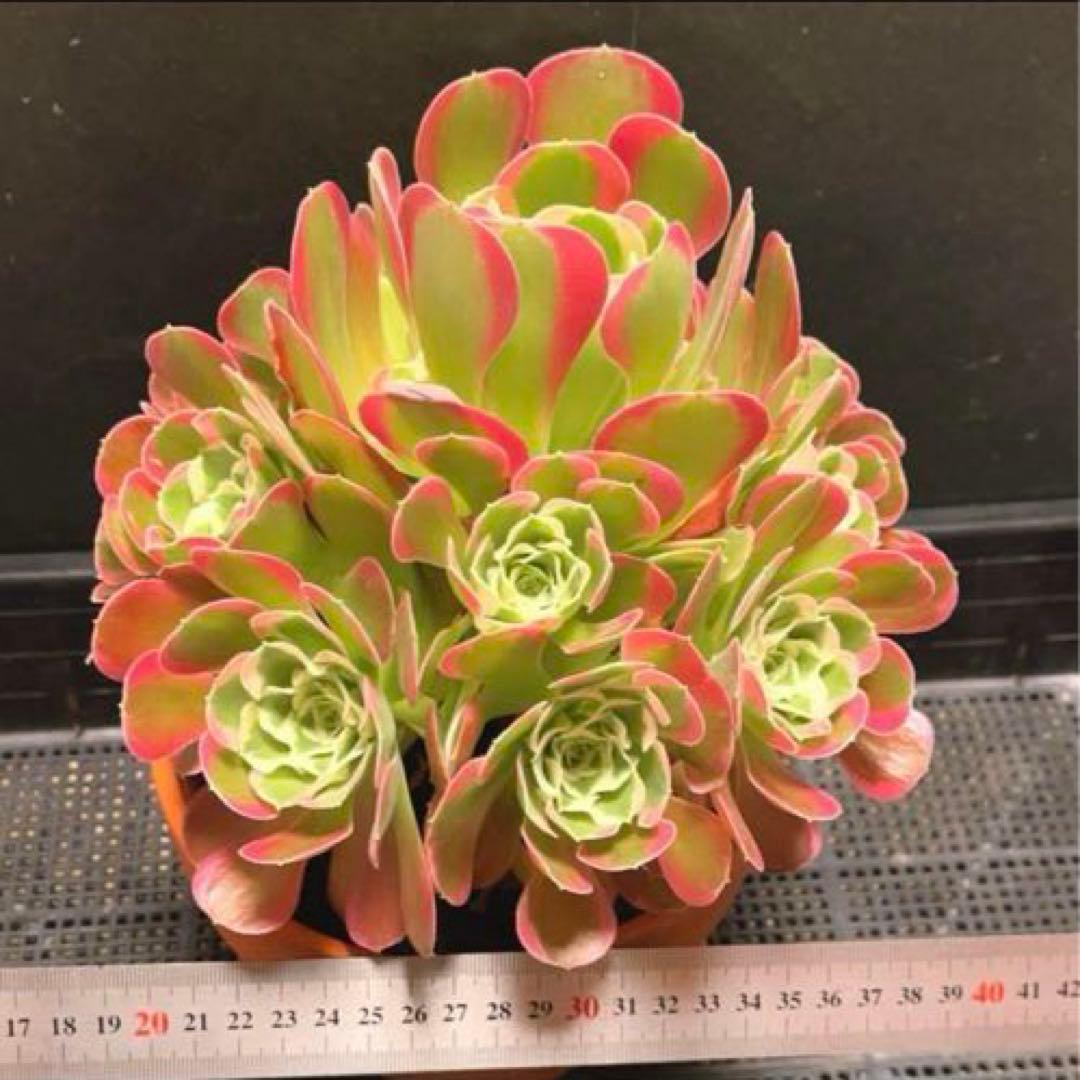 6#多肉植物アエオニウム錦❤️リバーストーン❤️ 1大頭15小頭23cm 拔き苗
