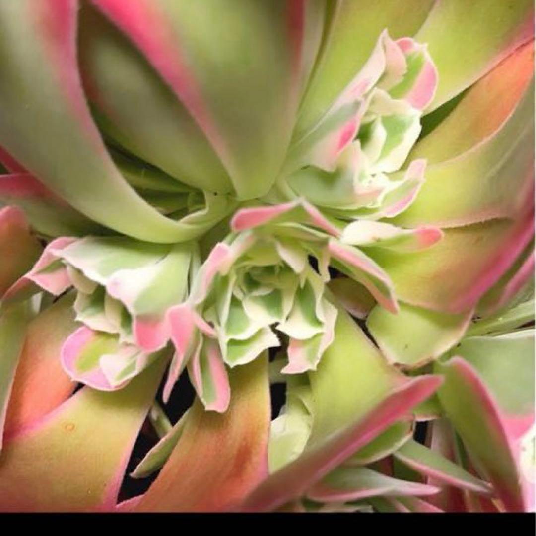 6#多肉植物アエオニウム錦❤️リバーストーン❤️ 1大頭15小頭23cm 拔き苗