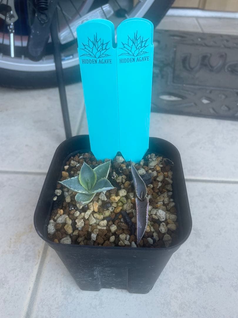 Agave Illusion アガベ イリュージョン ハイブリッド hybrid