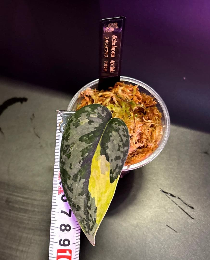 スキンダプサス　綺麗な斑入り　セット　B3
