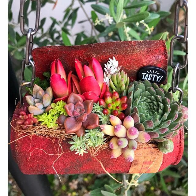 ★多肉植物　寄せ植え〜リメ缶寄せ〜★