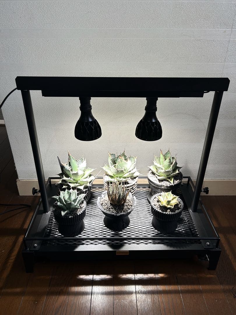 ケン