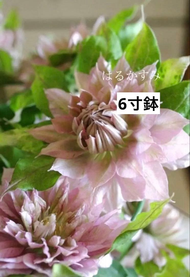 八重咲きクレマチス《はるかすみ》6寸鉢 ラベル付き