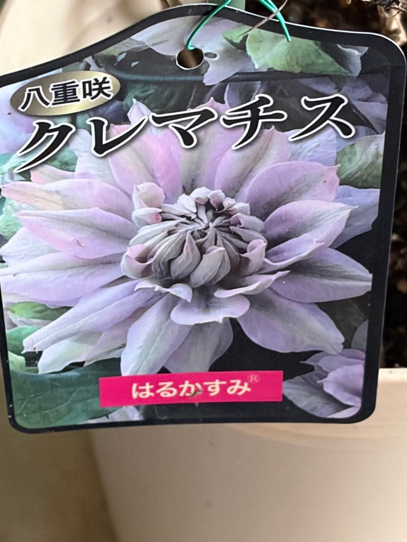 八重咲きクレマチス《はるかすみ》6寸鉢 ラベル付き