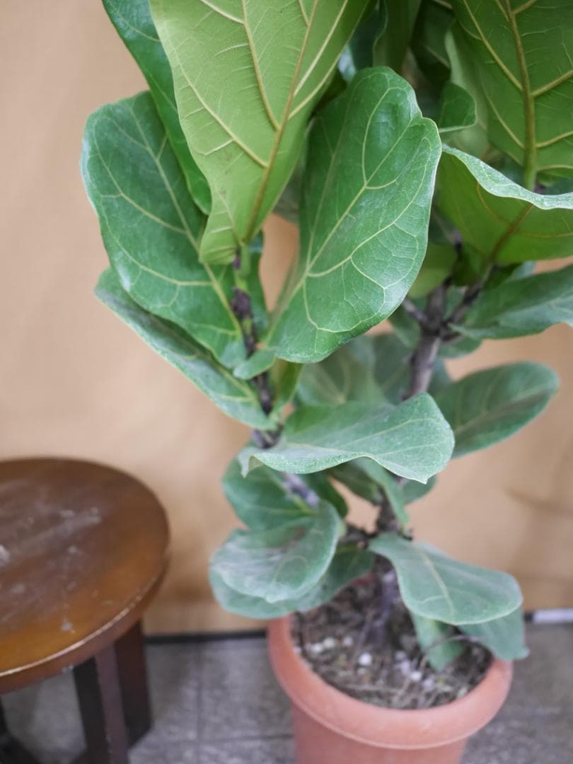 フィカス　カシワバゴムの木　観葉植物　8号　約115センチ