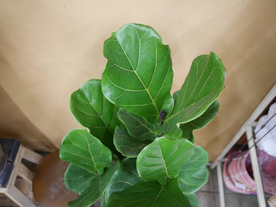 フィカス　カシワバゴムの木　観葉植物　8号　約115センチ
