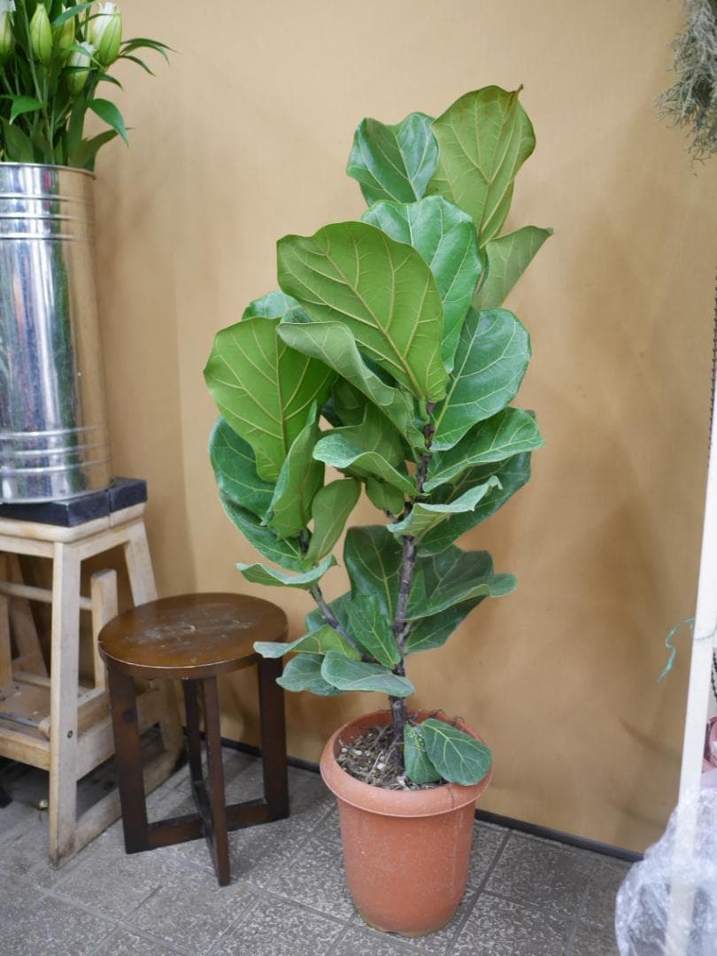 フィカス　カシワバゴムの木　観葉植物　8号　約115センチ