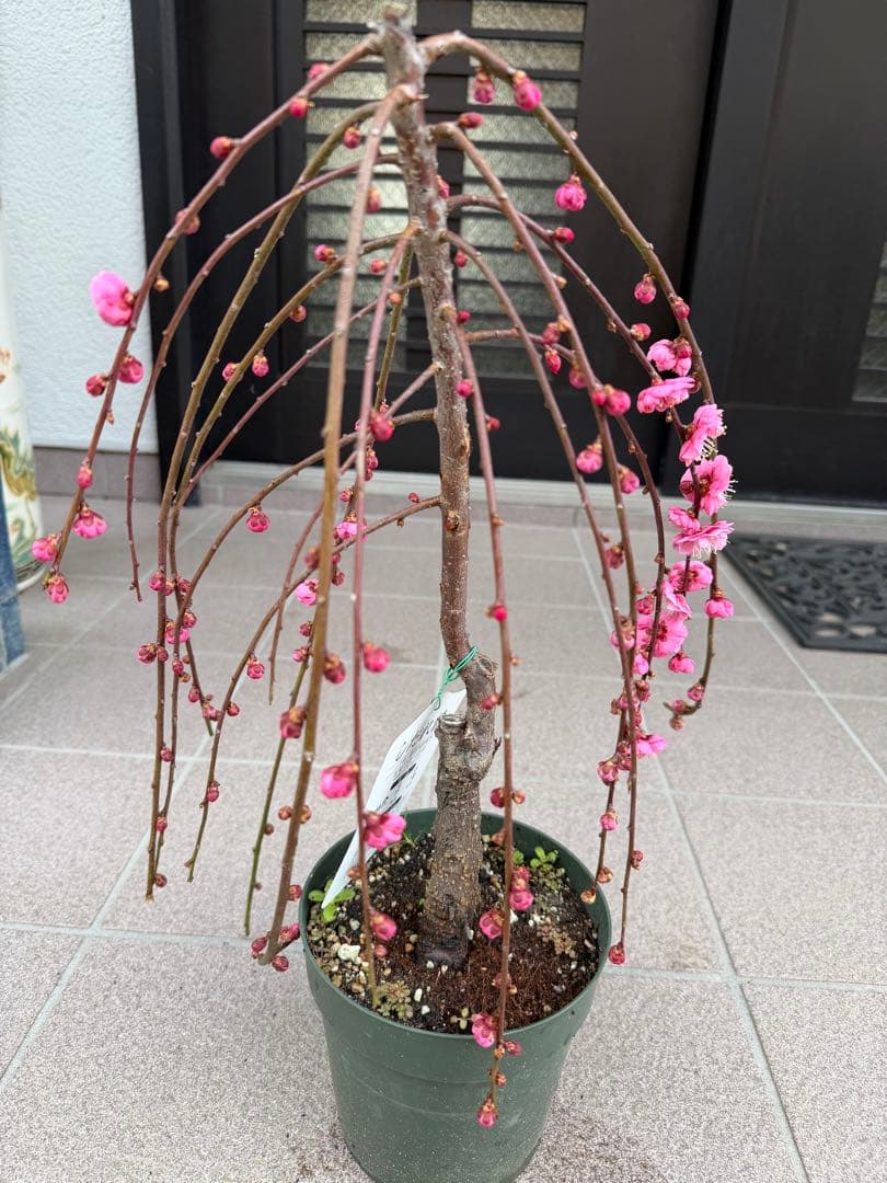 枝垂れ梅苗木　鉢ごと発送