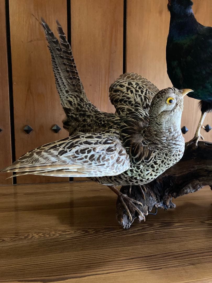 キジ　剥製