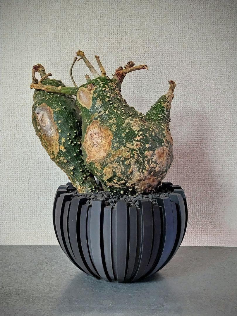 3Dプリンター鉢 作家鉢 モダン シンプル ミニマル 無機質 シック 北欧 5号
