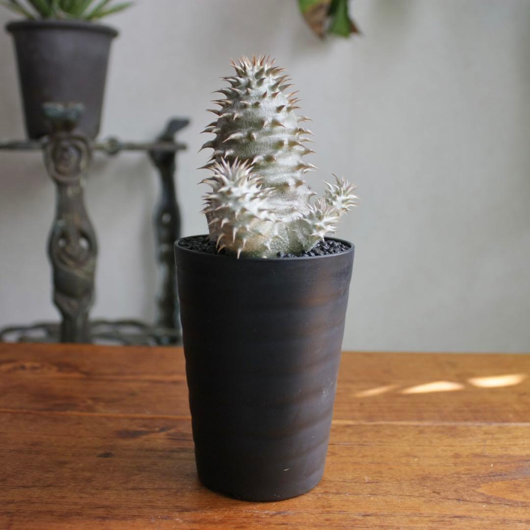 パキポディウム　ブレビカリックス実生4年目　セラアート3寸ロング鉢　塊根植物