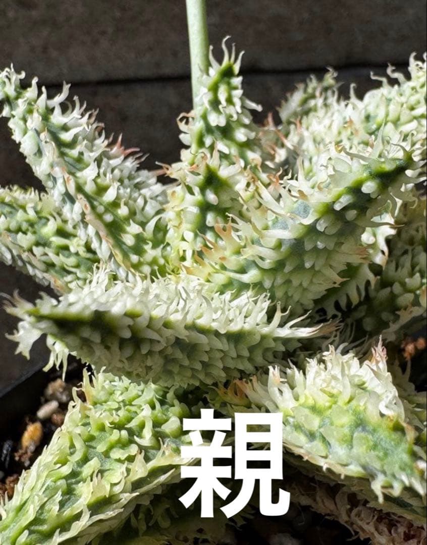 アロエ　ハイブリッド　Aloe hybrid“Lion Claw 子株　第四種