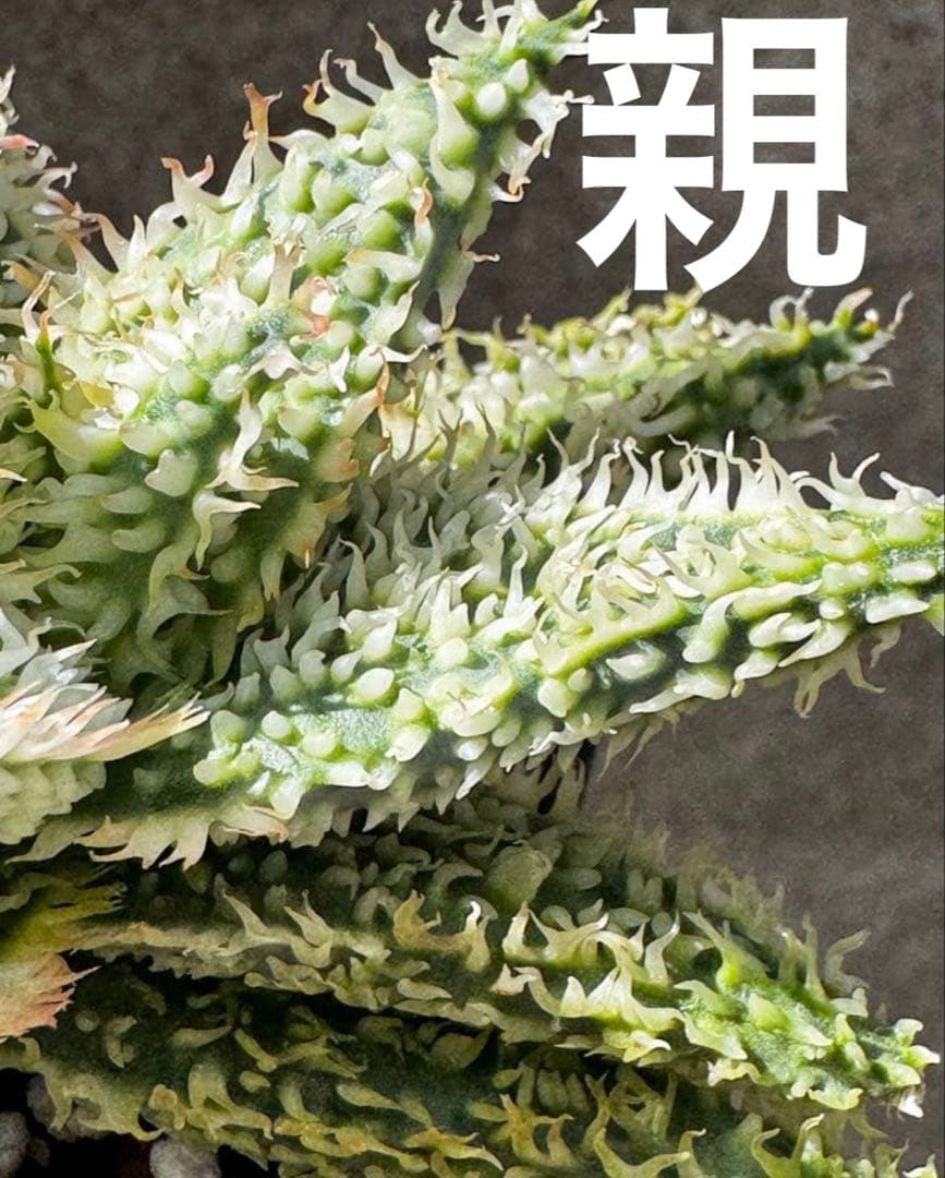 アロエ　ハイブリッド　Aloe hybrid“Lion Claw 子株　第四種